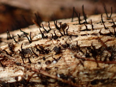 Acrospermum compressum