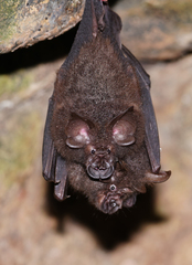 Rhinolophidae