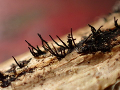 Acrospermum compressum