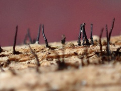 Acrospermum compressum