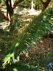 Cycas seemannii