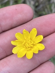Ranunculus californicus