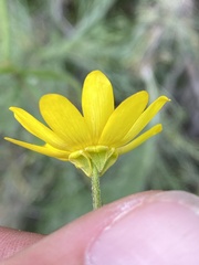 Ranunculus californicus