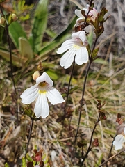 Euphrasia cuneata
