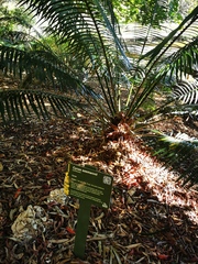 Cycas seemannii