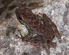 Staurois guttatus