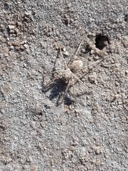Pavocosa
