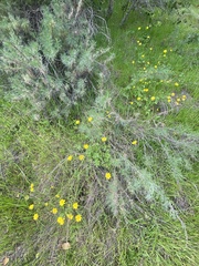 Ranunculus californicus