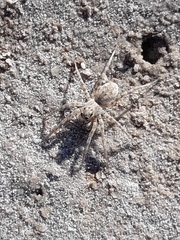 Pavocosa