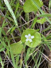 Claytonia perfoliata