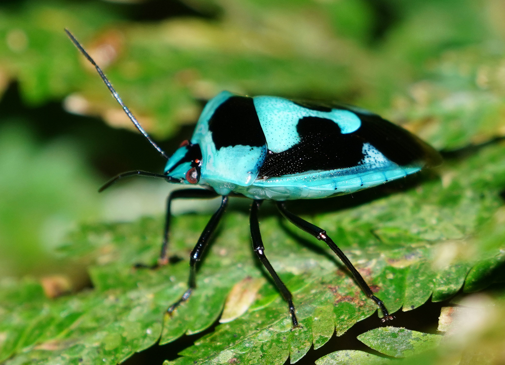 Hyrmine chlorina