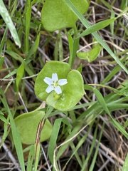 Claytonia perfoliata