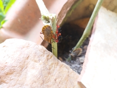 Spartocera