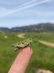 Chimarocephala pacifica