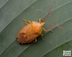 Agapophyta bipunctata