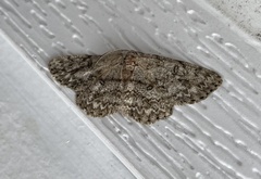 Hypomecis umbrosaria