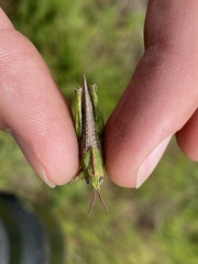 Chimarocephala pacifica