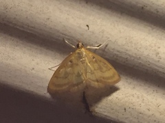 Crocidophora tuberculalis