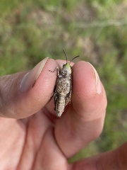 Chimarocephala pacifica
