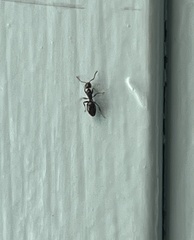 Technomyrmex jocosus