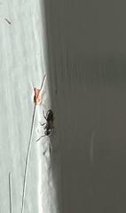 Technomyrmex jocosus