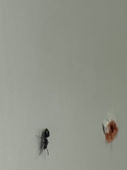 Technomyrmex jocosus