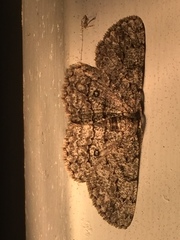 Hypomecis umbrosaria