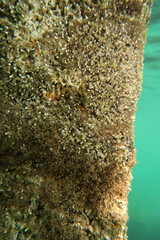 Parablennius tasmanianus