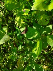 Staphylus hayhurstii