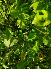 Staphylus hayhurstii