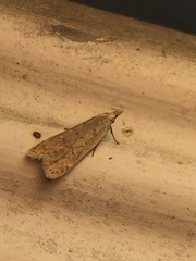 Dichomeris punctidiscellus