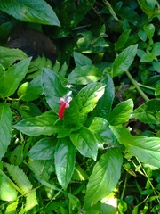 Centropogon cornutus