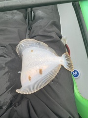 Lepidopsetta bilineata