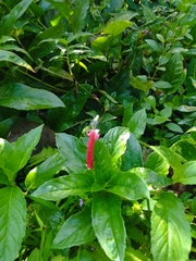 Centropogon cornutus