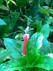 Centropogon cornutus