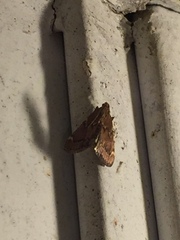 Hypsopygia intermedialis