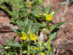 Mohavea breviflora
