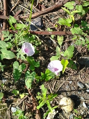 Ipomoea aquatica