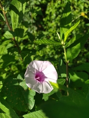 Ipomoea aquatica