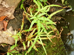 Pteris multifida