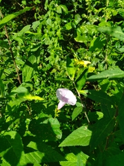 Ipomoea aquatica