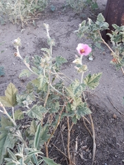 Sphaeralcea mendocina