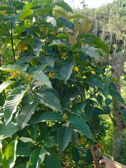 Palicourea guianensis