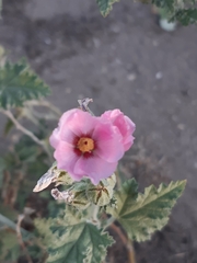 Sphaeralcea mendocina
