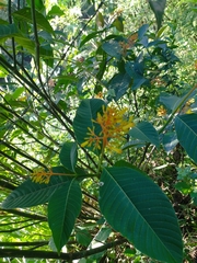 Palicourea guianensis
