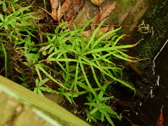 Pteris multifida