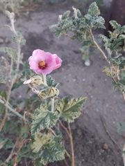 Sphaeralcea mendocina