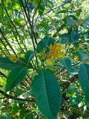 Palicourea guianensis