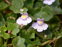 Cymbalaria muralis