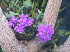 Guarianthe